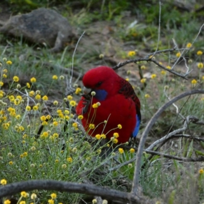 Platycercus elegans (Crimson Rosella) at Deakin, ACT - 12 Apr 2020 by TomT