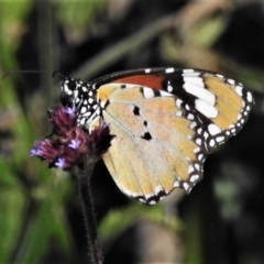 Danaus petilia (Lesser wanderer) at Cotter River, ACT - 18 Apr 2020 by JohnBundock