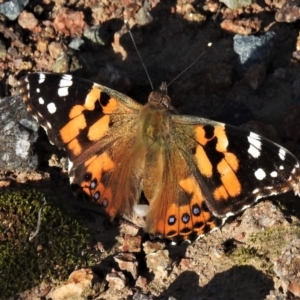 Vanessa kershawi at Paddys River, ACT - 18 Apr 2020