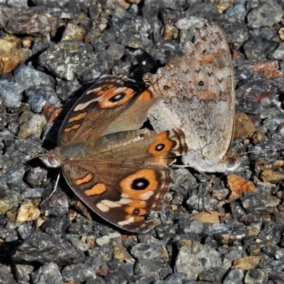 Junonia villida (Meadow Argus) at Cotter River, ACT - 18 Apr 2020 by JohnBundock