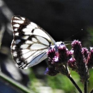 Belenois java at Cotter River, ACT - 18 Apr 2020