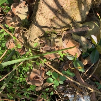 Unverified Fungus at Quaama, NSW - 18 Apr 2020 by FionaG