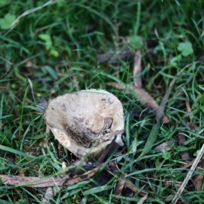 Unverified Fungus at Quaama, NSW - 18 Apr 2020 by FionaG