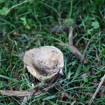 Unidentified Fungus at Quaama, NSW - 18 Apr 2020 by FionaG