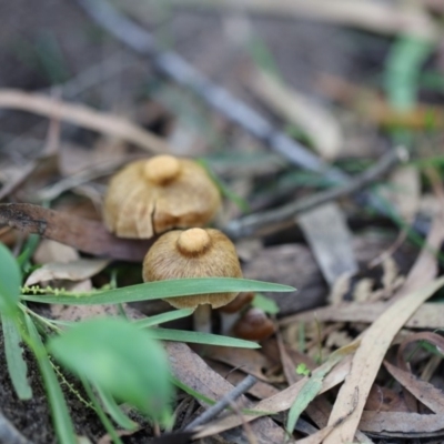 Unverified Fungus at Quaama, NSW - 18 Apr 2020 by FionaG