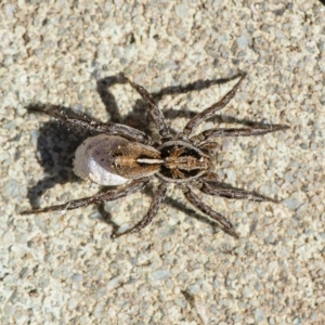 Artoriopsis sp. (genus) at Googong, NSW - 18 Apr 2020