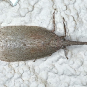 Rentinus dilatatus at Ainslie, ACT - 17 Apr 2020