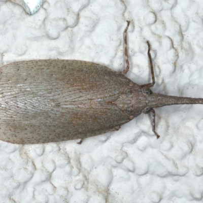 Rentinus dilatatus (Fulgorid planthopper) at Ainslie, ACT - 17 Apr 2020 by jb2602