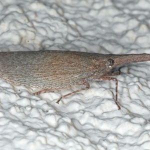 Rentinus dilatatus at Ainslie, ACT - 17 Apr 2020