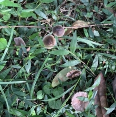 Unidentified Fungus, Moss, Liverwort, etc at Quaama, NSW - 16 Apr 2020 by FionaG