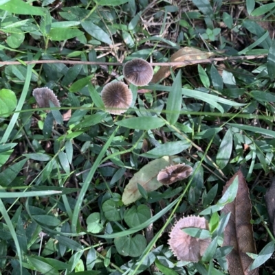 Mycena sp. (genus) (Mycena) at Quaama, NSW - 16 Apr 2020 by FionaG