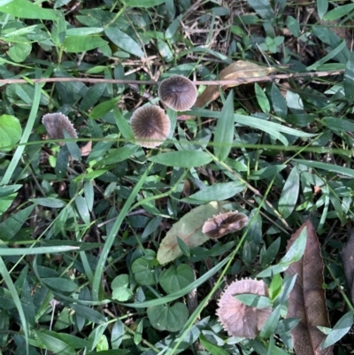 Unidentified Fungus, Moss, Liverwort, etc at Quaama, NSW - 16 Apr 2020 by FionaG