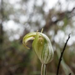 Diplodium ampliatum (Large Autumn Greenhood) at Hackett, ACT - 5 Apr 2014 by AaronClausen