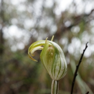 Diplodium ampliatum at Hackett, ACT - suppressed