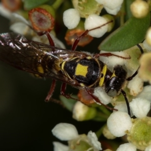 Agriomyia sp. (genus) at Dunlop, ACT - 30 Jan 2013