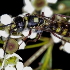 Agriomyia sp. (genus) at Dunlop, ACT - 30 Jan 2013