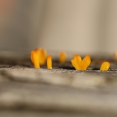 Unidentified Fungus at Quaama, NSW - 10 Apr 2020 by FionaG