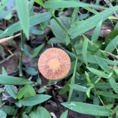 Unidentified Fungus at Quaama, NSW - 16 Apr 2020 by FionaG