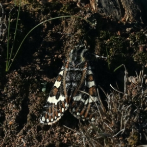 Apina callisto at Majura, ACT - 17 Apr 2020 04:46 PM