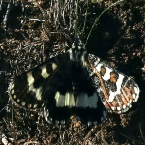 Apina callisto at Majura, ACT - 17 Apr 2020 04:46 PM