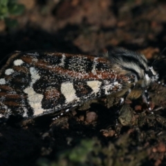 Apina callisto at Majura, ACT - 17 Apr 2020