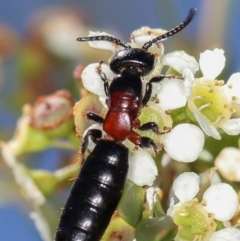 Rhagigaster ephippiger at Dunlop, ACT - 30 Jan 2013