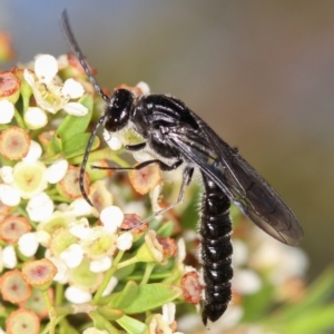 Rhagigaster ephippiger at Dunlop, ACT - 30 Jan 2013