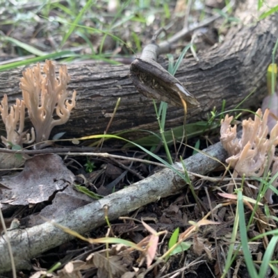 Unidentified Fungus, Moss, Liverwort, etc at Quaama, NSW - 16 Apr 2020 by FionaG