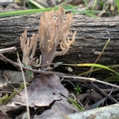 Ramaria sp. (genus) at Quaama, NSW - 16 Apr 2020 02:08 PM