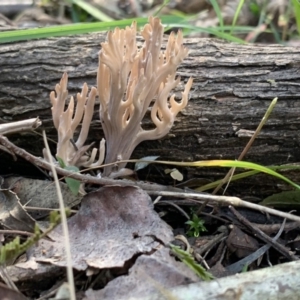 Ramaria sp. (genus) at Quaama, NSW - 16 Apr 2020 02:08 PM