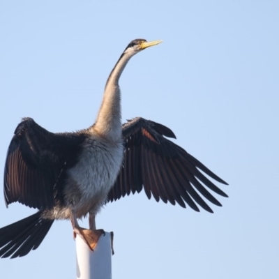 Anhinga novaehollandiae (Australasian Darter) at Merimbula, NSW - 17 Apr 2020 by Leo