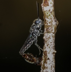 Tiphiidae (family) (Unidentified Smooth flower wasp) at West Belconnen Pond - 25 Mar 2013 by Bron