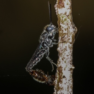 Tiphiidae (family) at Dunlop, ACT - 25 Mar 2013