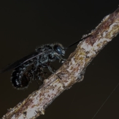 Tiphiidae (family) at Dunlop, ACT - 25 Mar 2013