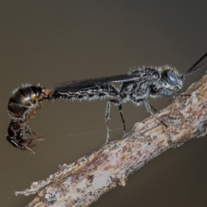 Tiphiidae (family) at Dunlop, ACT - 25 Mar 2013