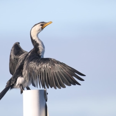 Microcarbo melanoleucos (Little Pied Cormorant) at Merimbula, NSW - 17 Apr 2020 by Leo