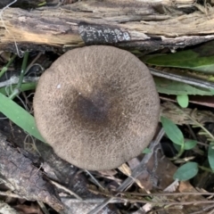 Unverified Fungus at Quaama, NSW - 16 Apr 2020 by FionaG