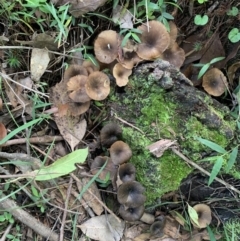 Unidentified Fungus, Moss, Liverwort, etc at Quaama, NSW - 16 Apr 2020 by FionaG