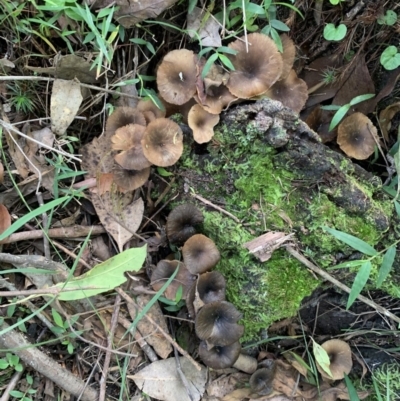 Unidentified Fungus at Quaama, NSW - 16 Apr 2020 by FionaG