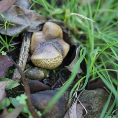 Unidentified Fungus at Quaama, NSW - 18 Apr 2020 by FionaG