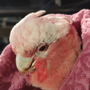 Eolophus roseicapilla at Kambah, ACT - 18 Apr 2020