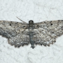 Psilosticha pristis (Little Brown Bark Moth) at Ainslie, ACT - 16 Apr 2020 by jb2602