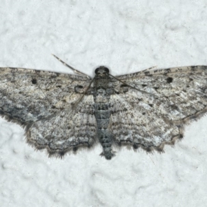 Psilosticha pristis at Ainslie, ACT - 16 Apr 2020