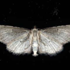 Psilosticha pristis at Ainslie, ACT - 16 Apr 2020