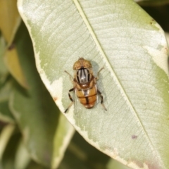 Eristalinus punctulatus at Evatt, ACT - 27 Oct 2015