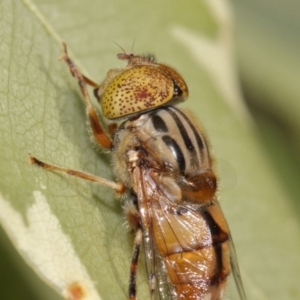 Eristalinus punctulatus at Evatt, ACT - 27 Oct 2015