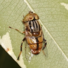 Eristalinus punctulatus at Evatt, ACT - 27 Oct 2015