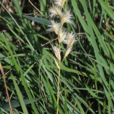 Rytidosperma sp. (Wallaby Grass) at Budjan Galindji (Franklin Grassland) Reserve - 13 Mar 2020 by AndrewZelnik