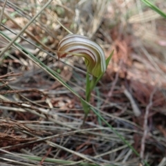 Diplodium truncatum (Little Dumpies, Brittle Greenhood) at Cook, ACT - 7 Apr 2020 by CathB