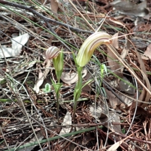 Diplodium truncatum at Cook, ACT - suppressed